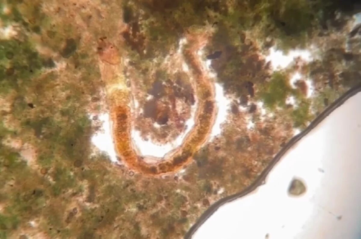    Погребенные в земле более века назад существа ожили при раскопках в Канаде