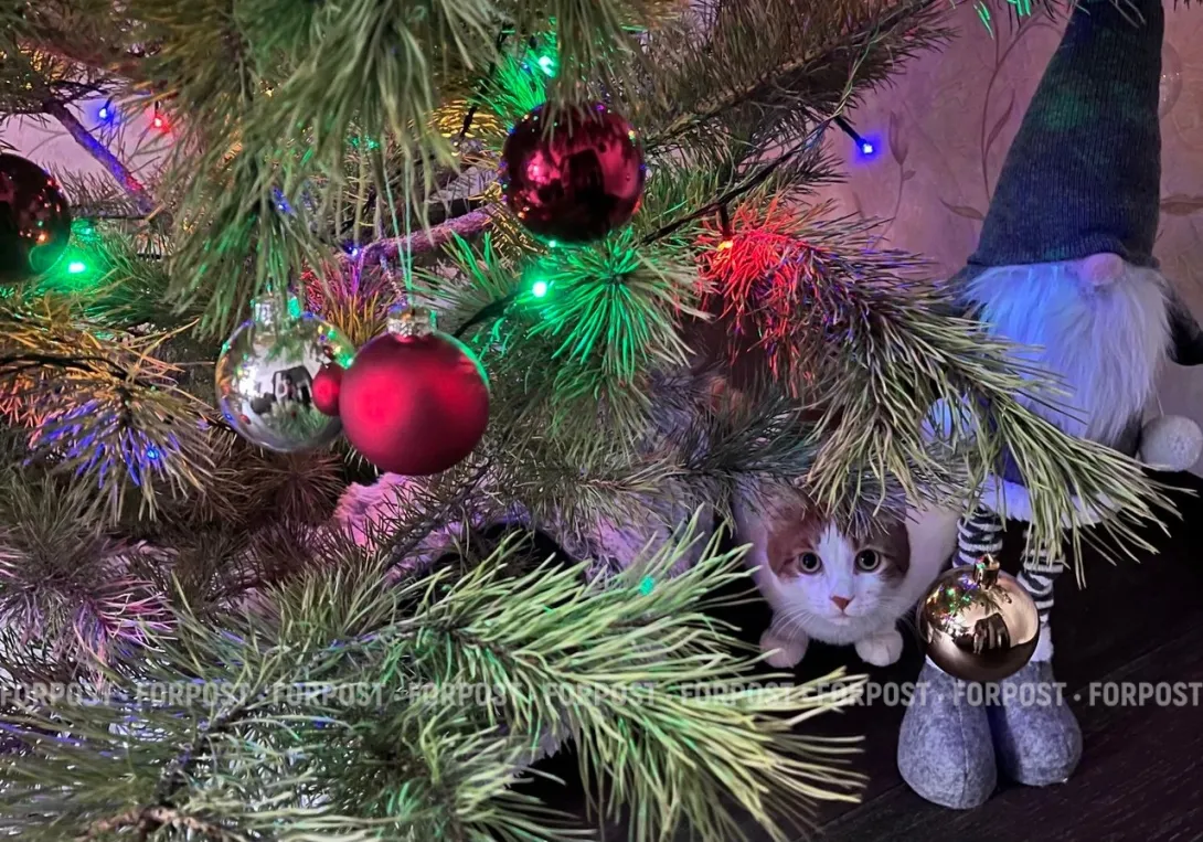 Фото:
Дарья Клименко / ForPost