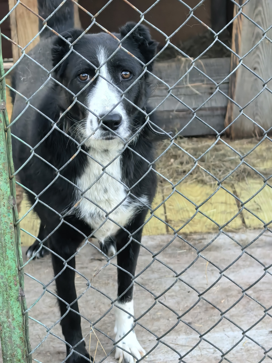 Лапка - одна из девочек, нуждающихся в стерилизации