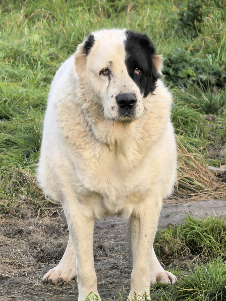 Багиру тоже необходимо стерилизовать