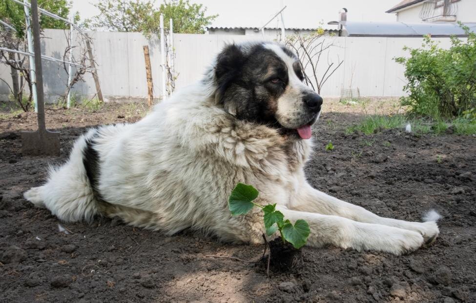 Maryna Zhukova/Shutterstock/FOTODOM