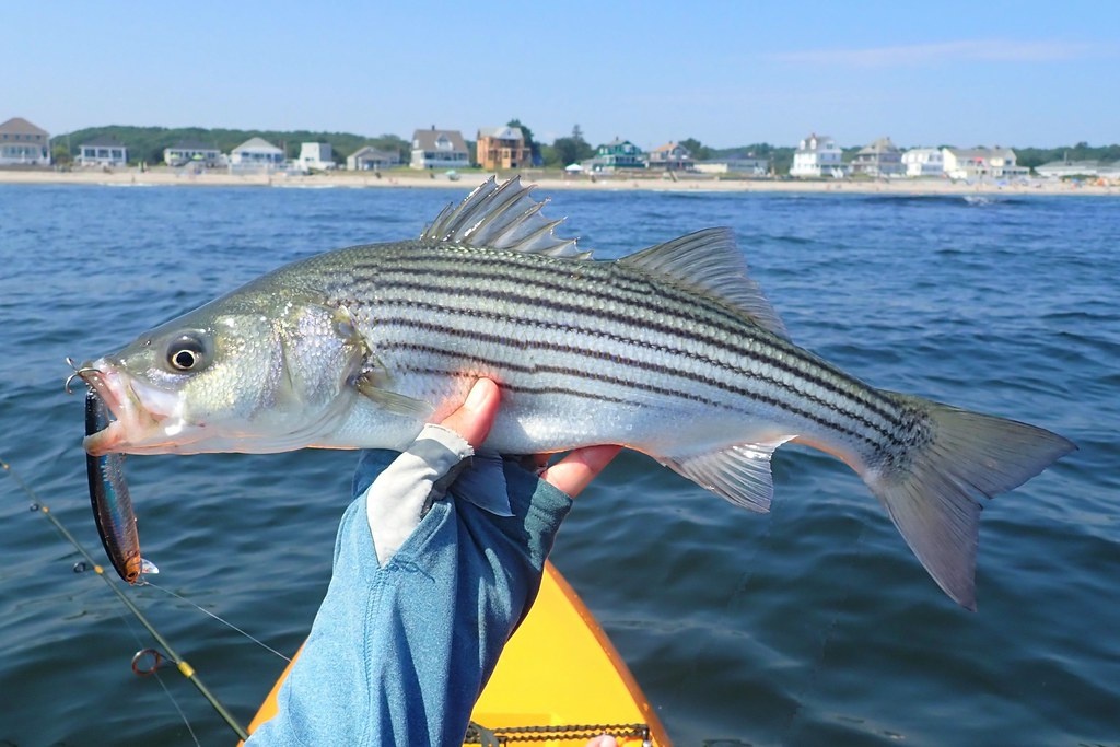 Полосатый окунь.