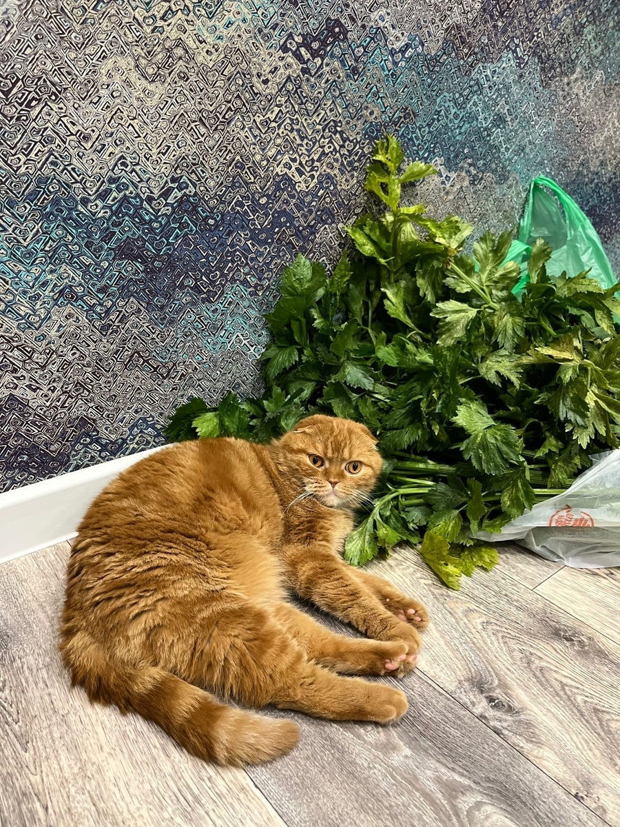    Почему кошки не спускают с вас глаз - и это действительно потрясающе