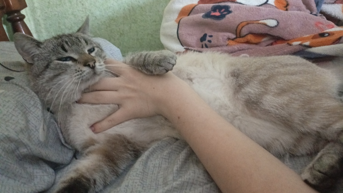 Мой кот Саймон (Муша) 