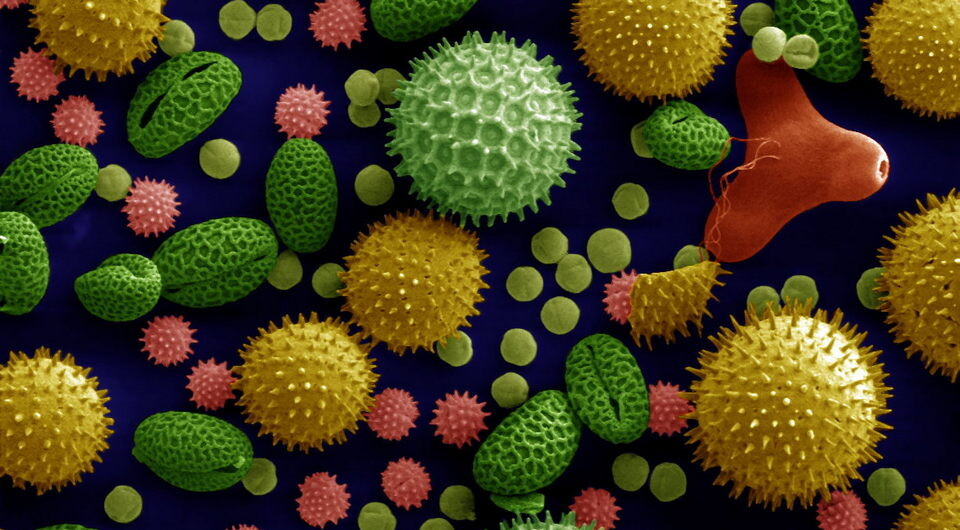   Dartmouth Electron Microscope Facility, Dartmouth College / Wikimedia Commons / PD-author