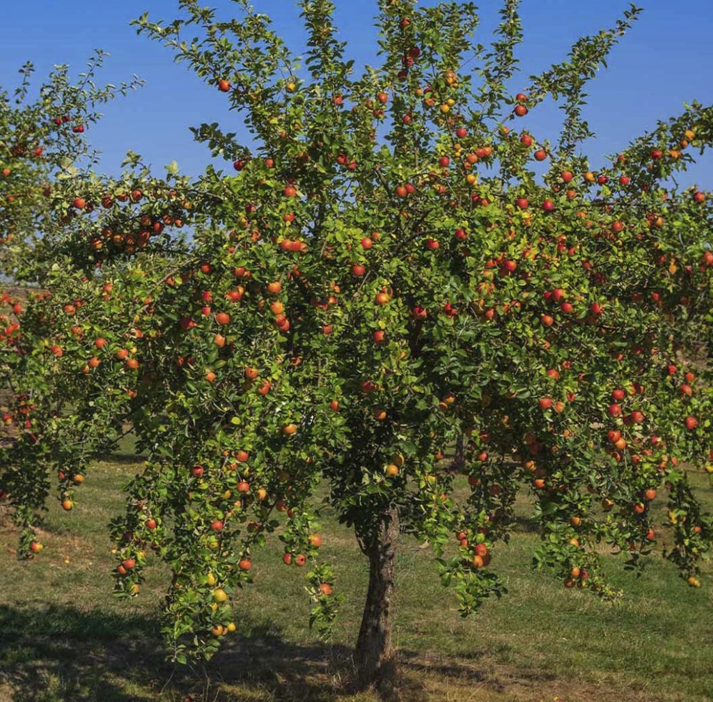 Яблоня Malus domestica в диком виде не встречается. Есть одичавшие яблони, а дикорастущих уже не осталось. В наших лесах растет неокультуренная яблоня лесная M. sylvestris — это другой вид, хотя в лечебных целях его можно использовать так же, как яблоню домашнюю, а полифенолов в нем даже больше, чем в культурных сортах