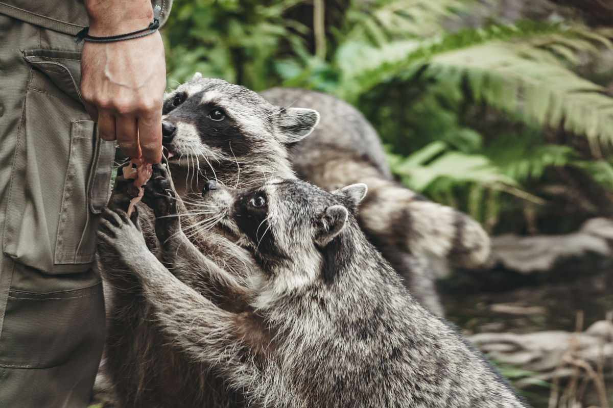 Тут небольшая енотовая галерея. Можно смело листать!