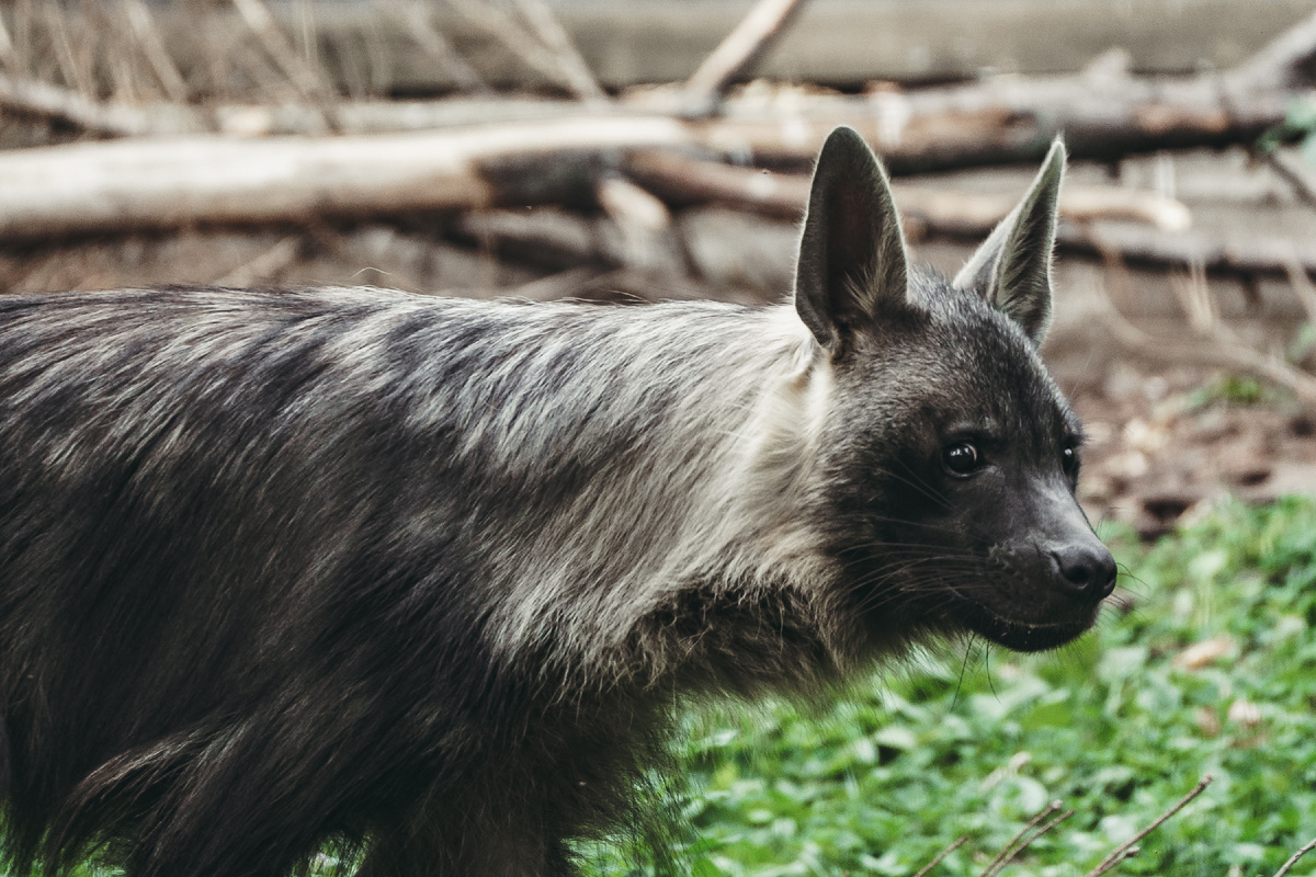 Очень миленькая мордочка.
