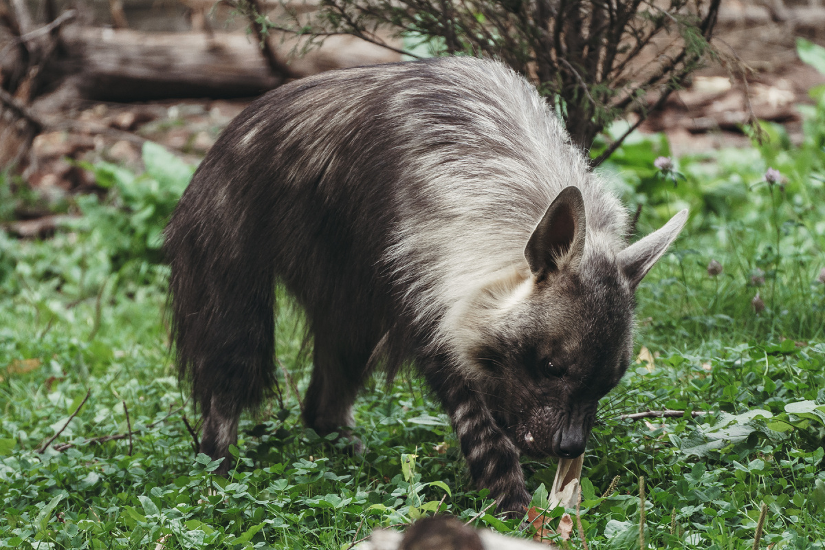 И расцветка интересная. Особенно полосатые лапки.