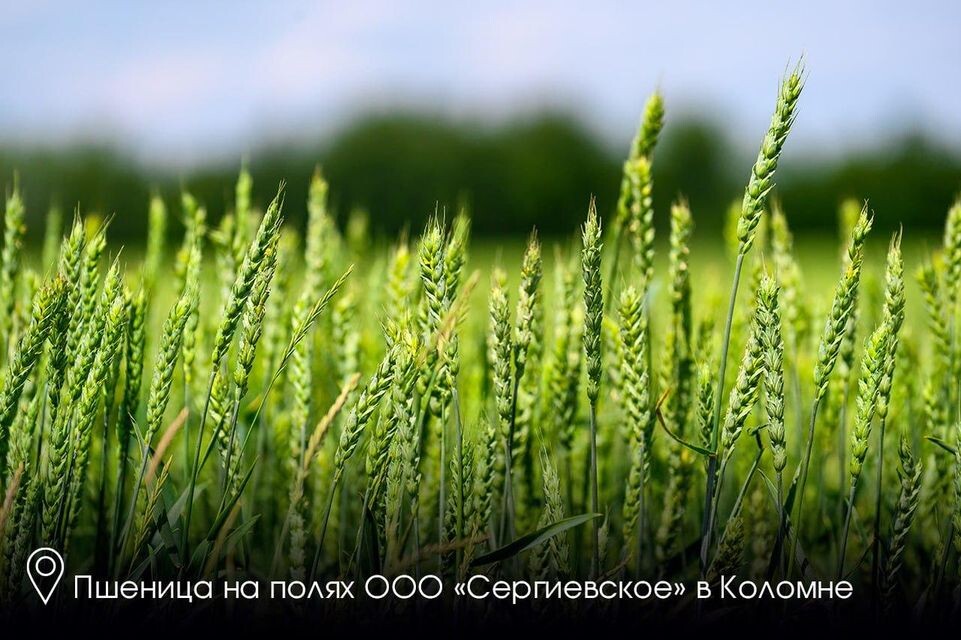     Пресс-служба губернатора Московской области