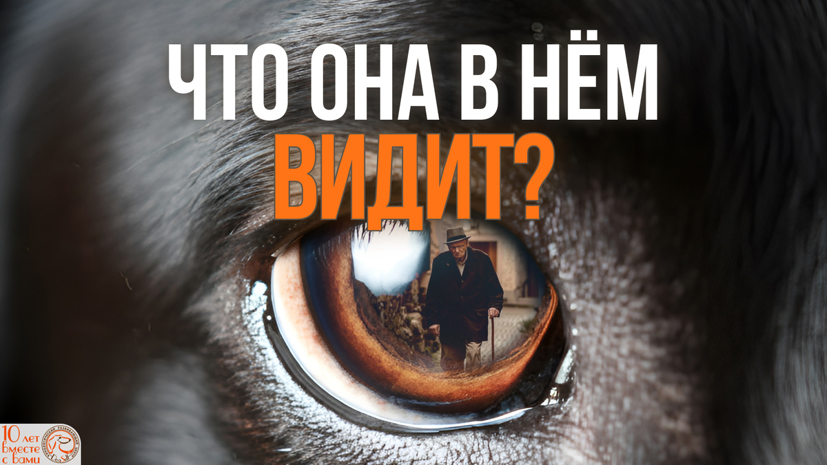 «Что она в нём видит?» – Загадка выборочного лая начинается здесь. В глазу собаки отражается причина её тревоги, и наша задача – понять, что она видит на самом деле | Изображение: DogSelf
