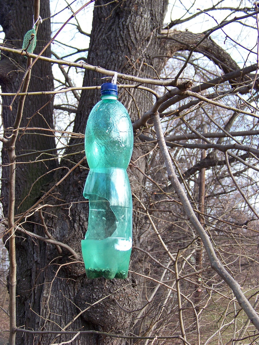 источник фото: commons.m.wikimedia.org