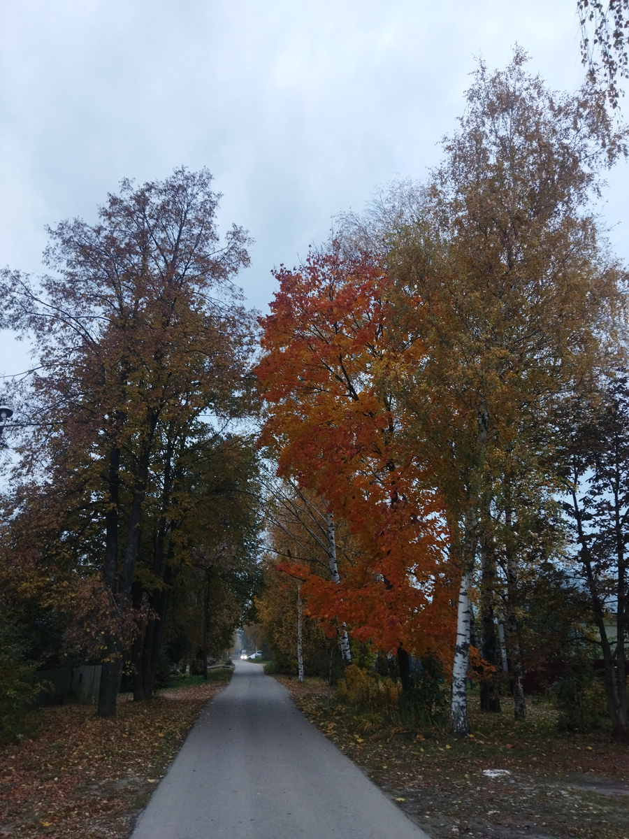 Липы, берёзы и снова клён