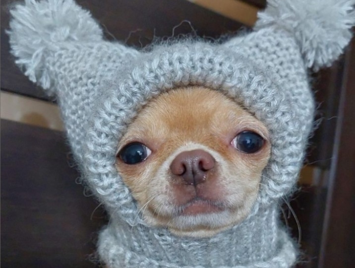 Вязание для животных