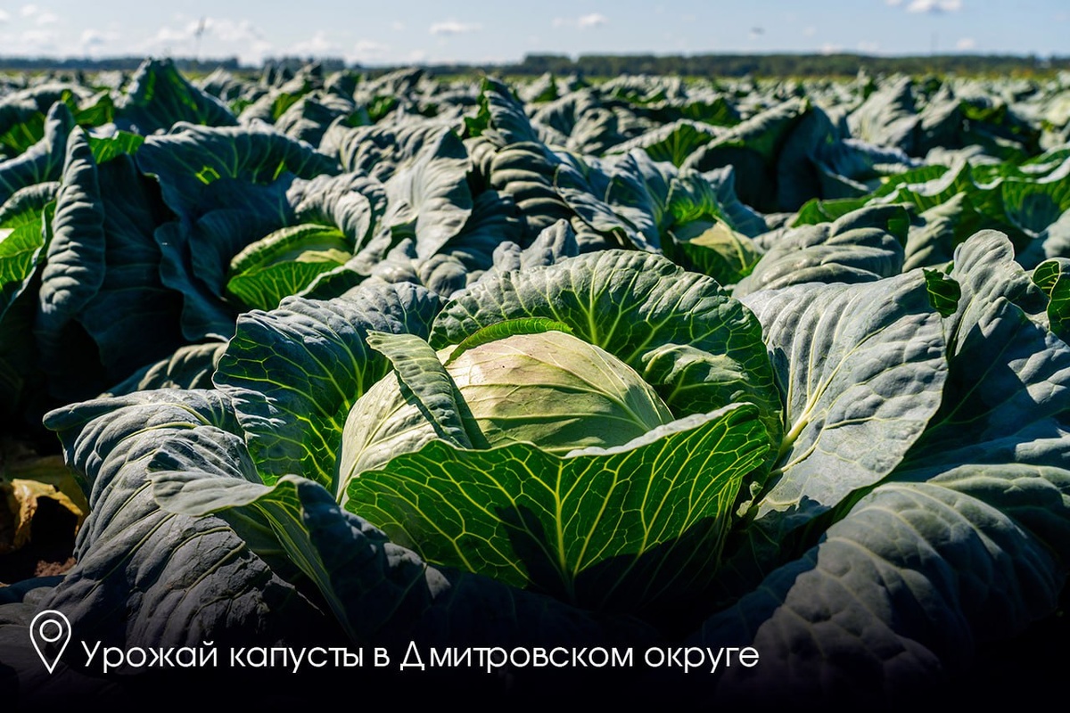    Фото: Пресс-служба губернатора Московской области, источник: mosreg.ru