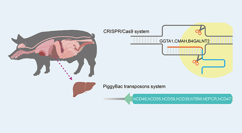   Zhang et al. / Journal of Hepatology, 2025