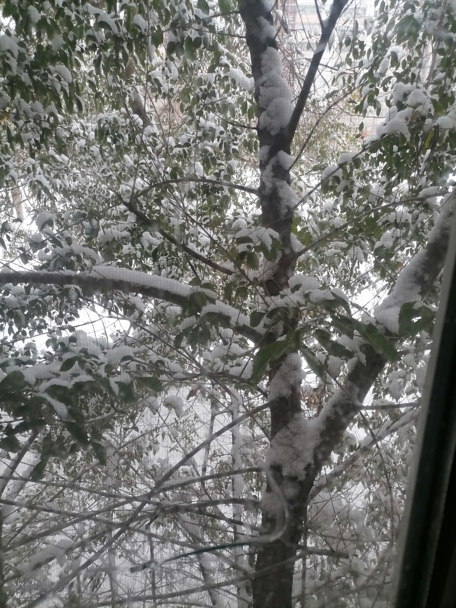 Вид с моего окна на моё шикарное дерево