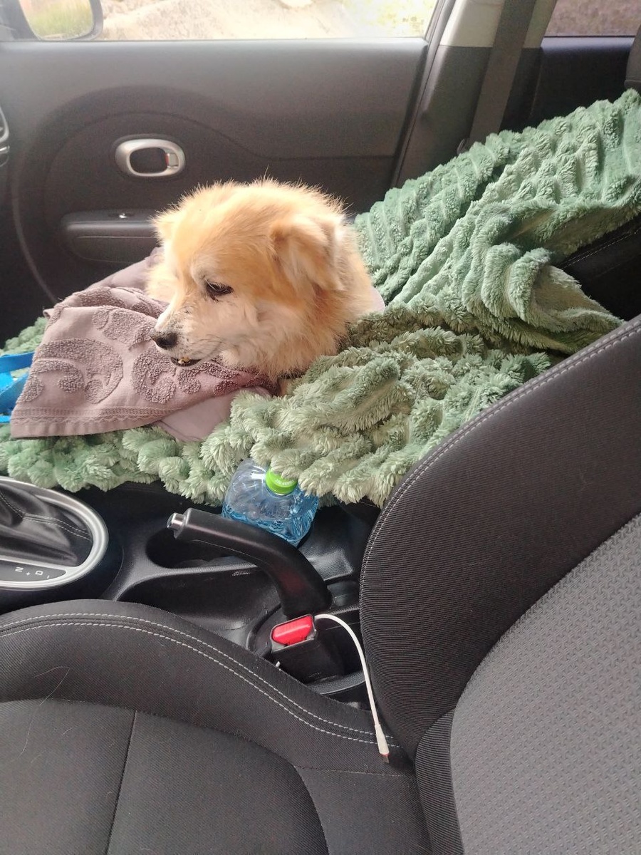 Кекс в дороге