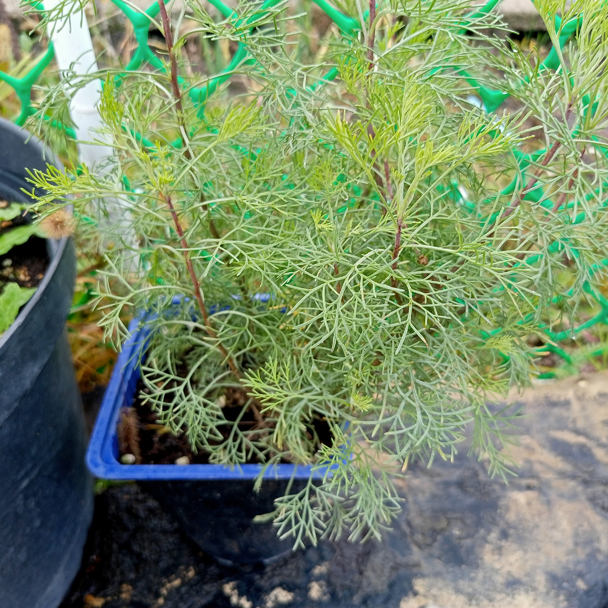 Полынь Кола