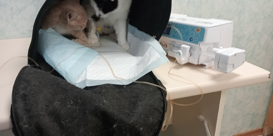 Тяжелая болезнь и безвыходная ситуация у нас...