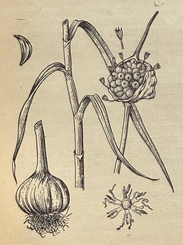Иллюстрация из книги "Витаминные и лекарственные растения", 1976 г