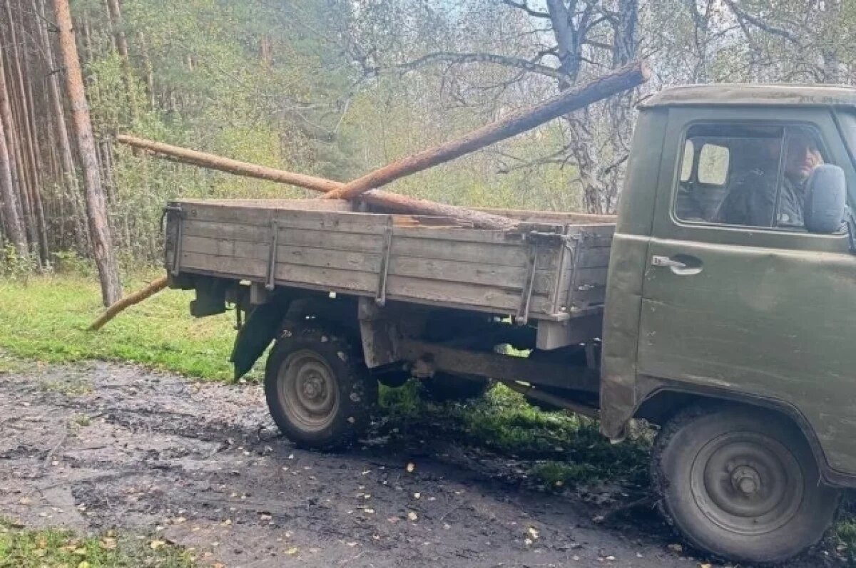    В Копейске будут судить дровосека-нелегала за вырубку сосен