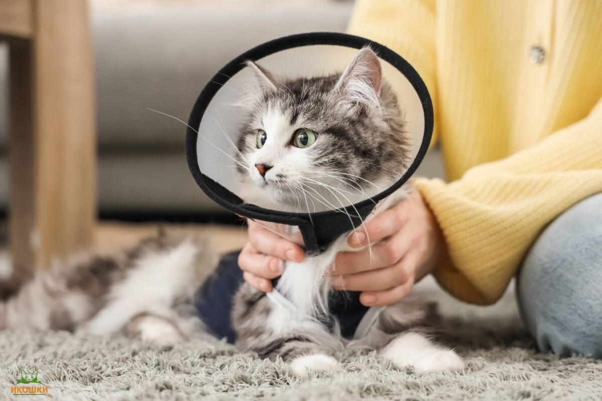 Кошка после стерилизации 
