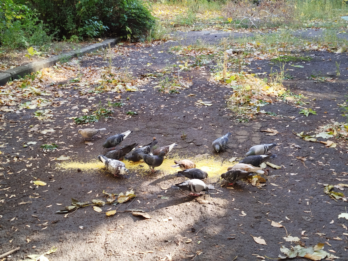 Кормление пшеном уличных птиц (в основном прилетают голуби). 