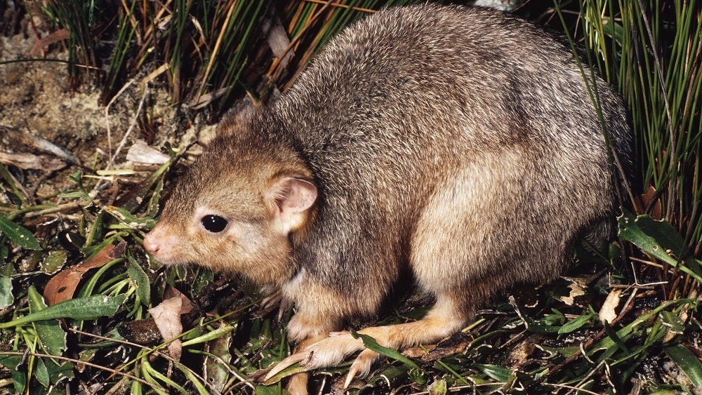     Фото: Jean-Paul Ferrero / ardea.com /EAST NEWS