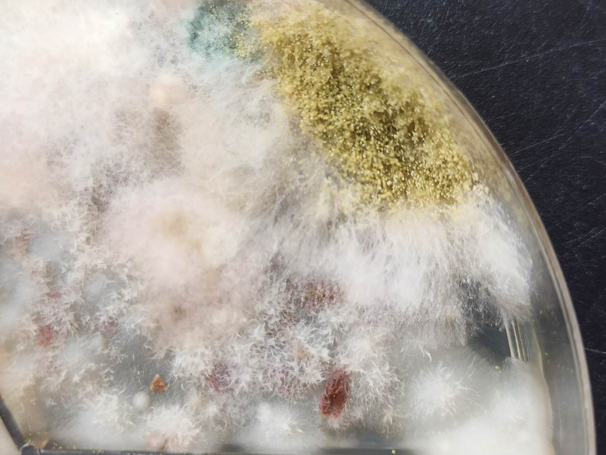 Разные виды плесневых грибов на чашке Петри. Как же определить все эти виды?