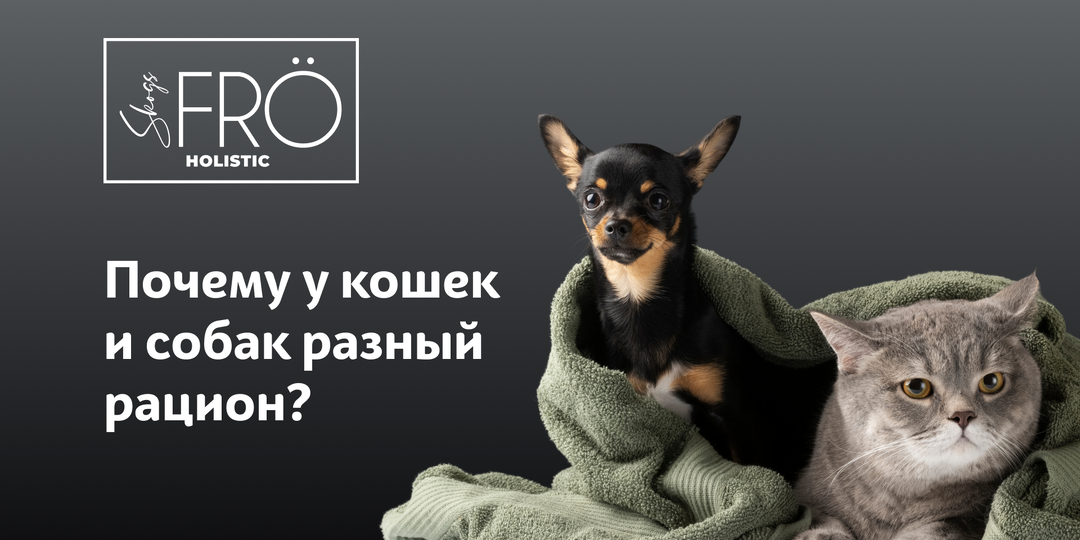 Разная еда для кошек и собак: не маркетинг, а наука