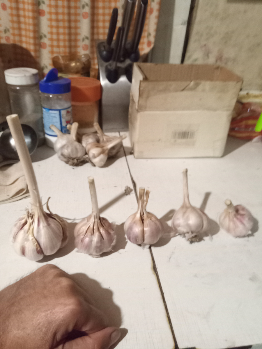 Вера говорит, что-то мелкий в этом году. 😳