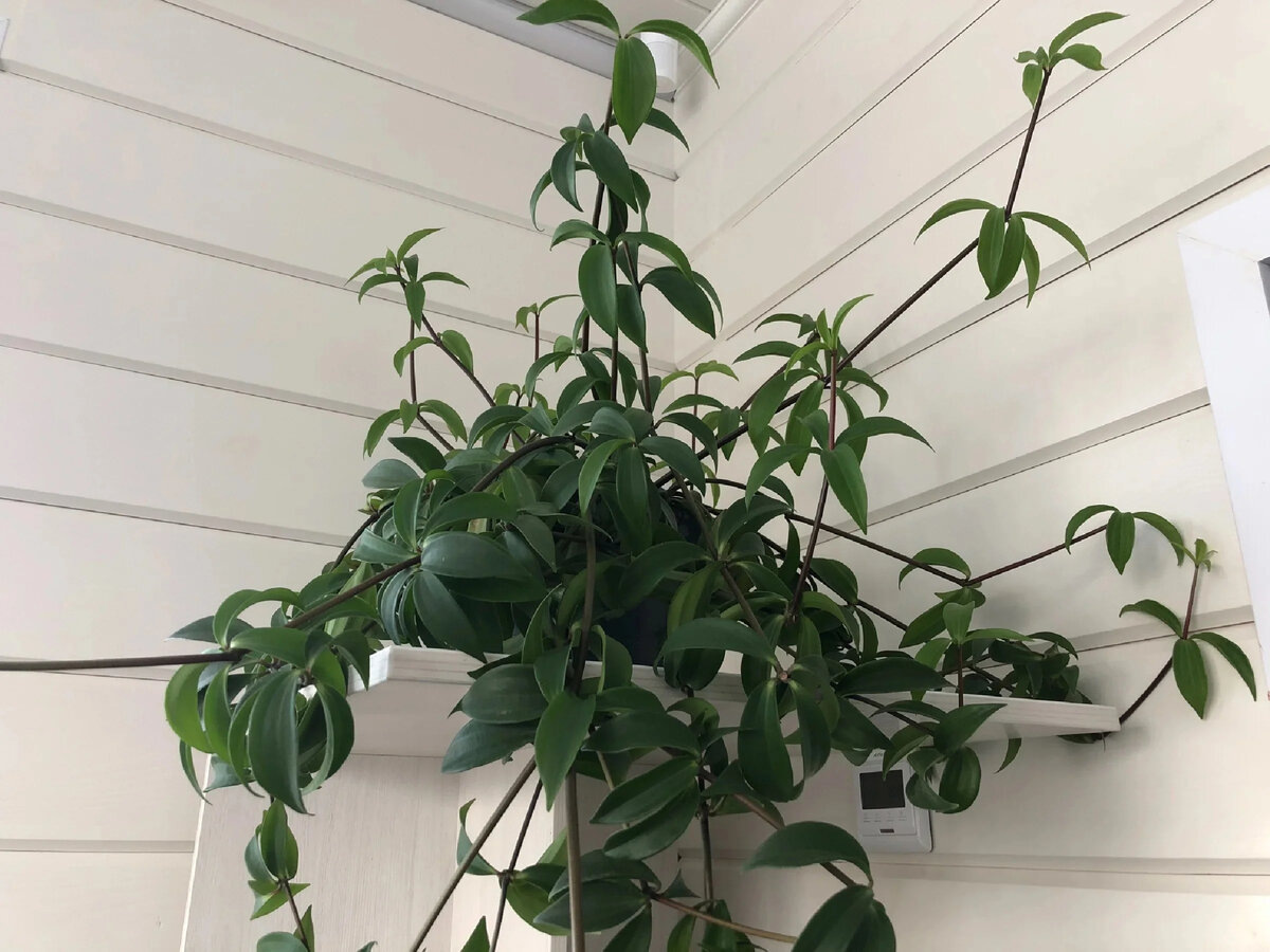 Комнатное растение в моем зимнем саду