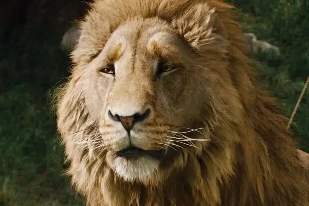    Кадр: фильм «Хроники Нарнии: Лев, колдунья и волшебный шкаф»