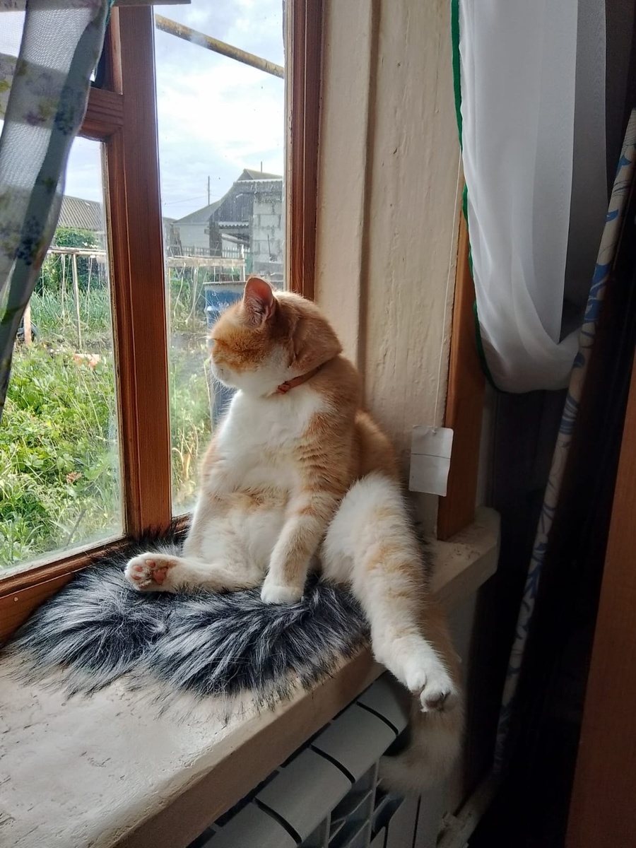 Рыжик, фото из сообщества Рыжий Босс