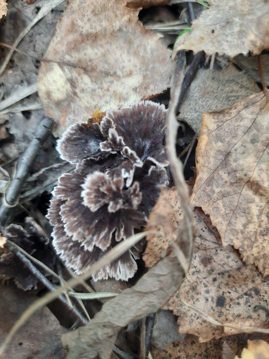 Телефора гвоздичная