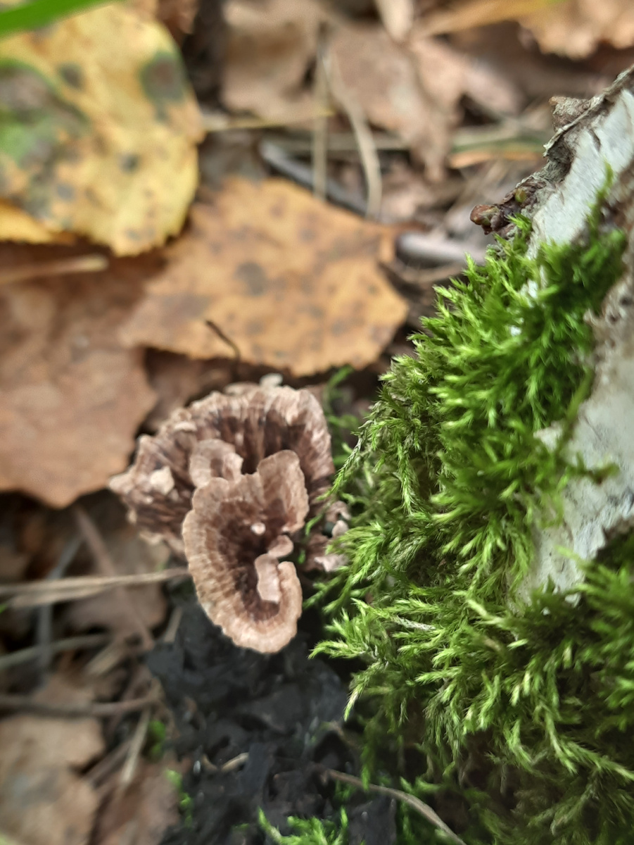 Телефора гвоздичная