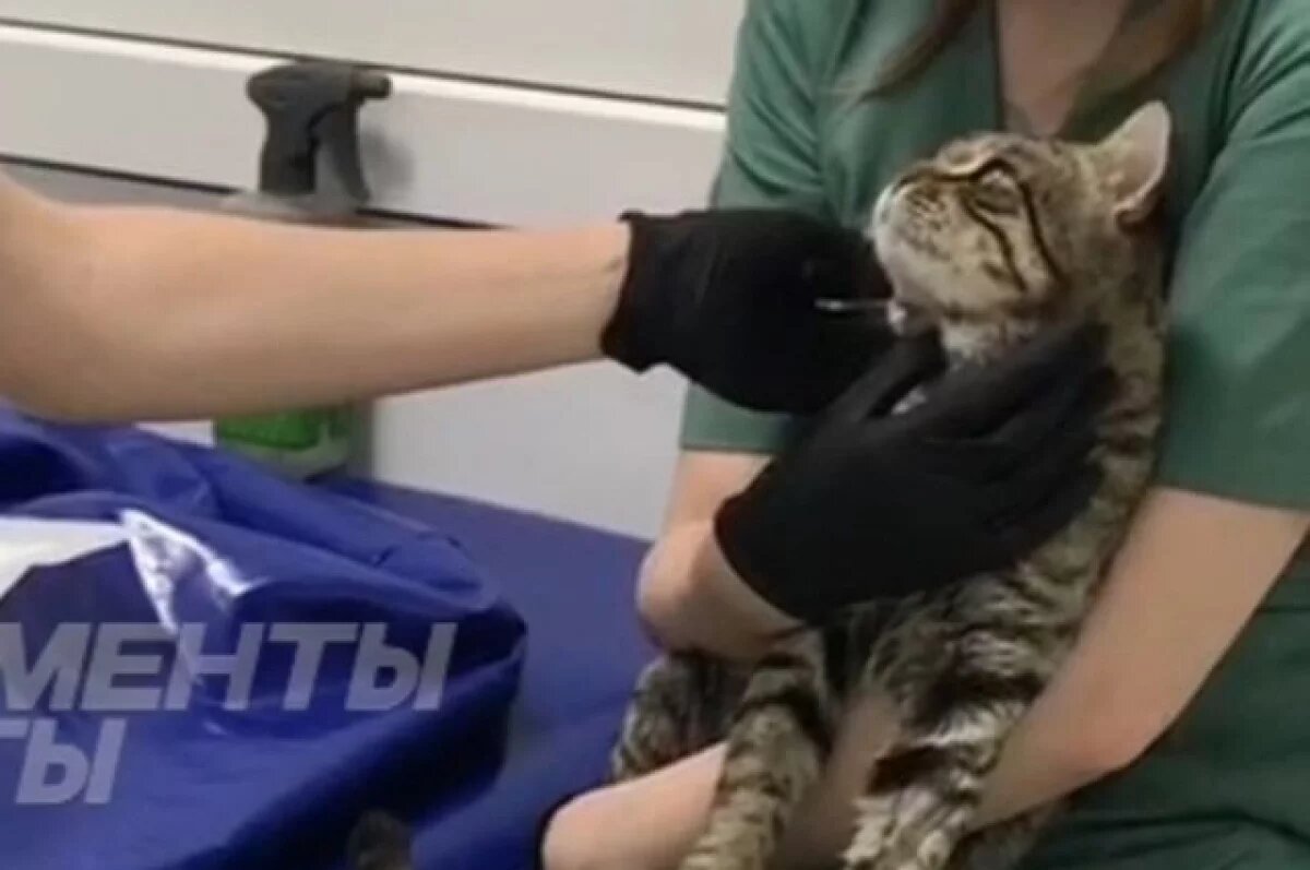    В Евпатории рассказали подробности о Василии – коте уличного музыканта