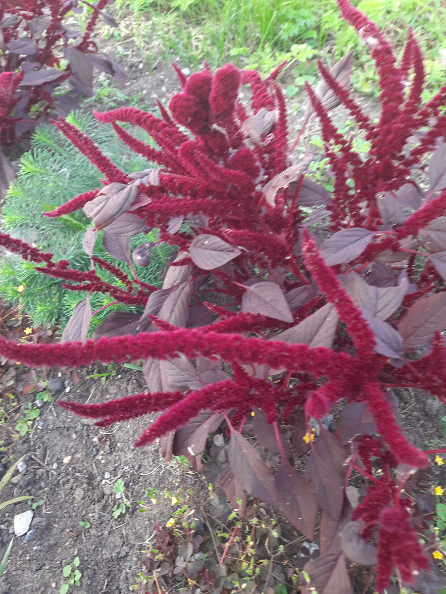 Амарант метельчатый