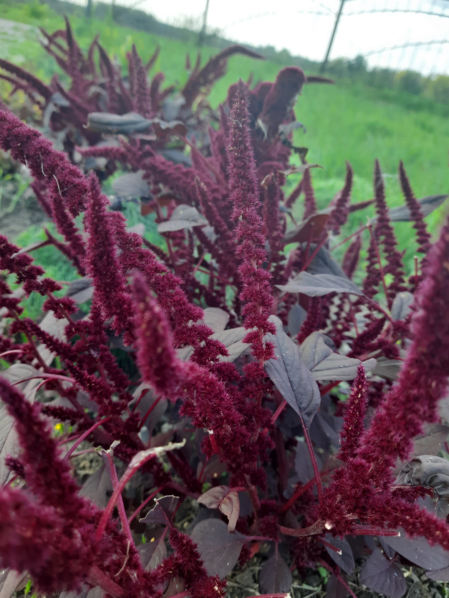 Амарант метельчатый