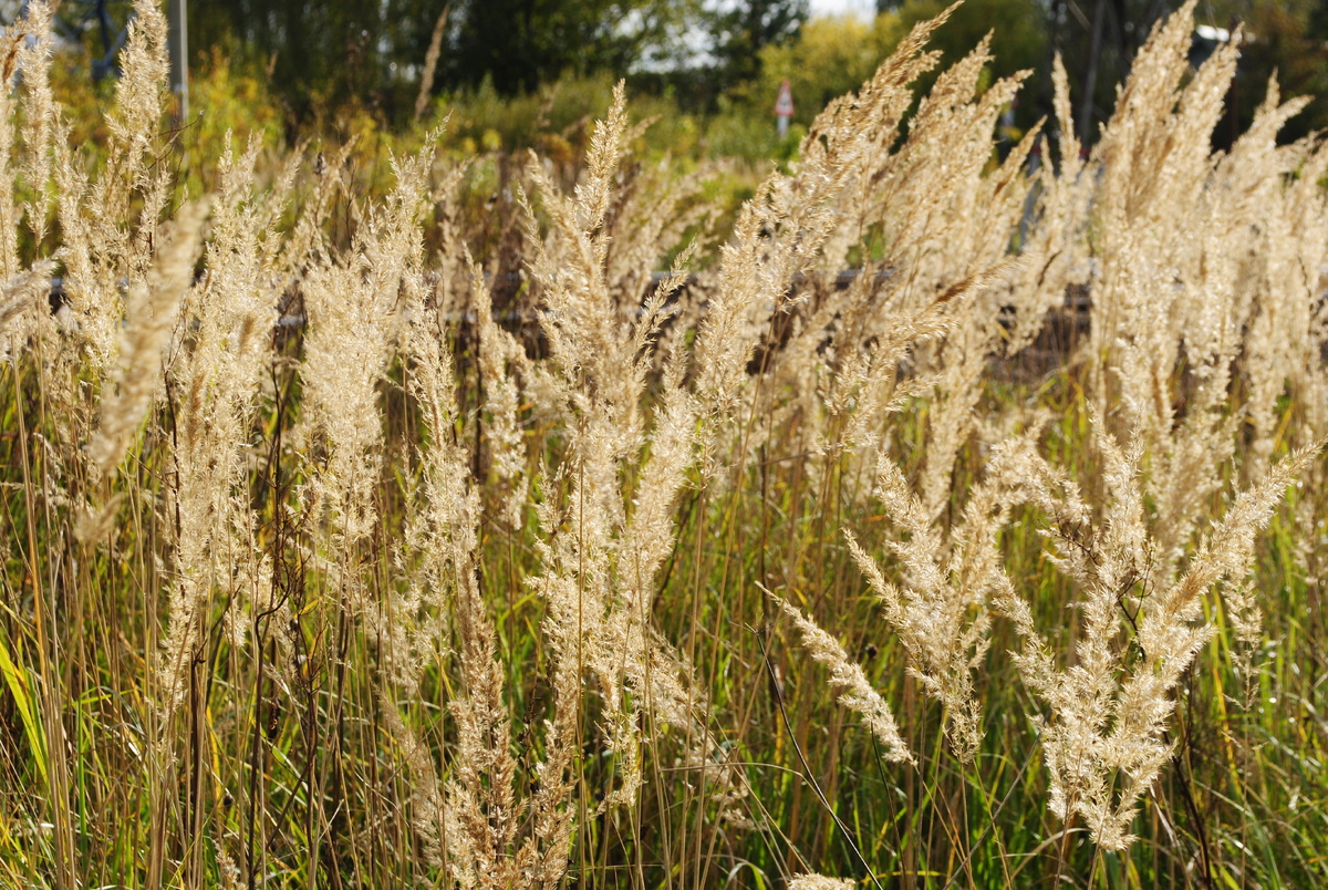 Вейники у нашей железнодорожной платформы