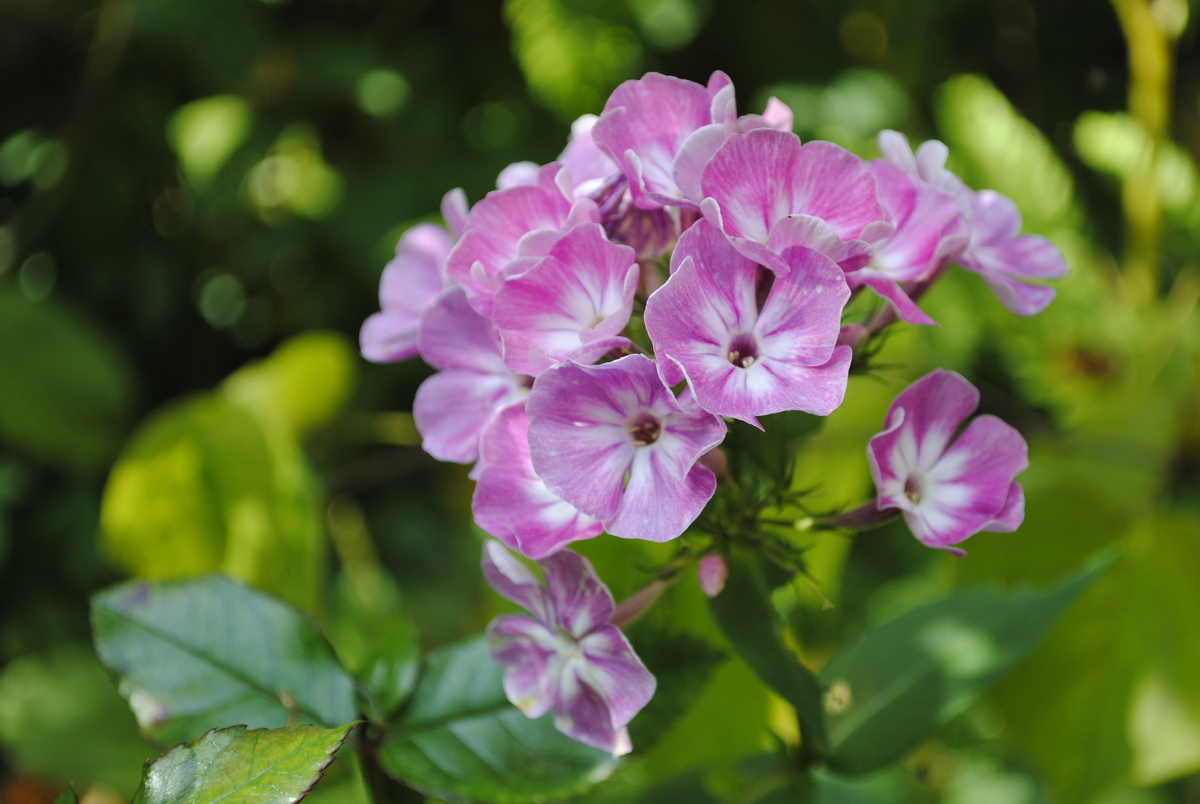 Последний флокс сада, "Флоксана"