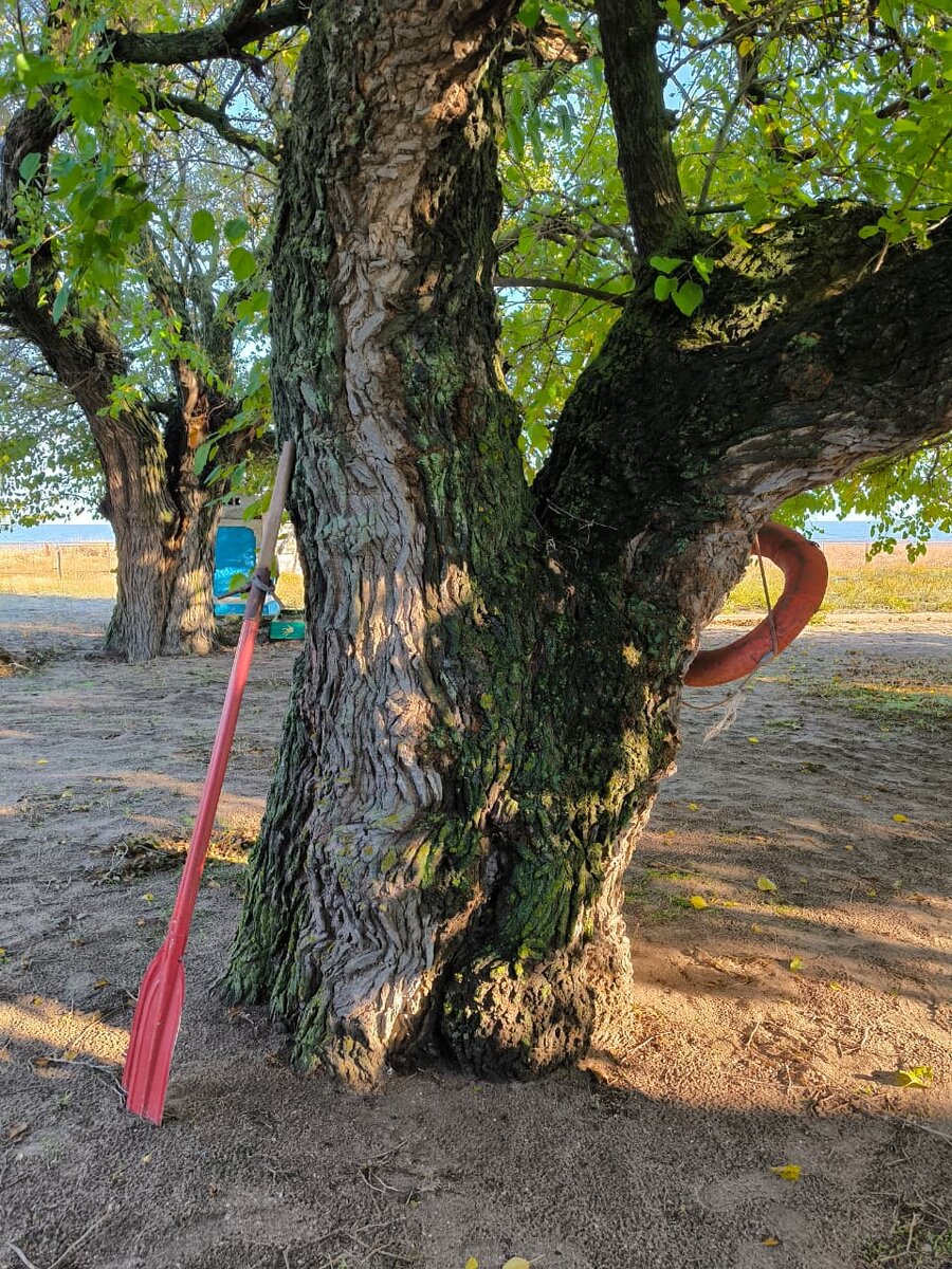 Древние деревья на территории маяка