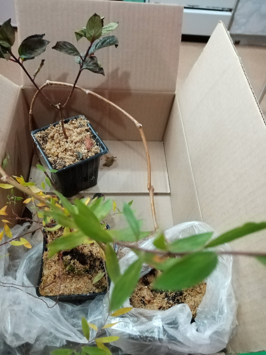 саженцы пришли 8.10.25