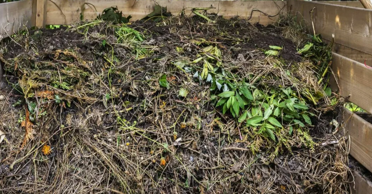 сорняки в компосте