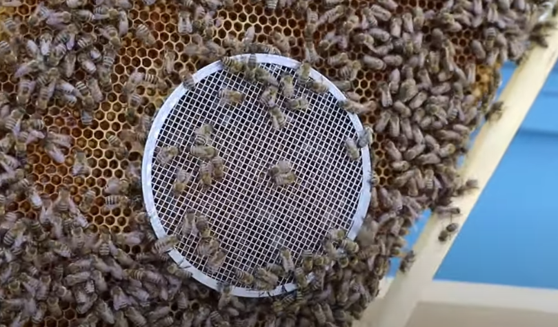 Матка и свита матки под колпачком