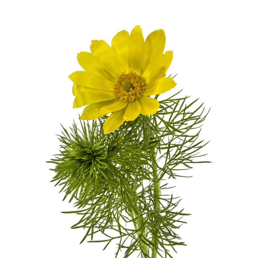 Адонис весенний  