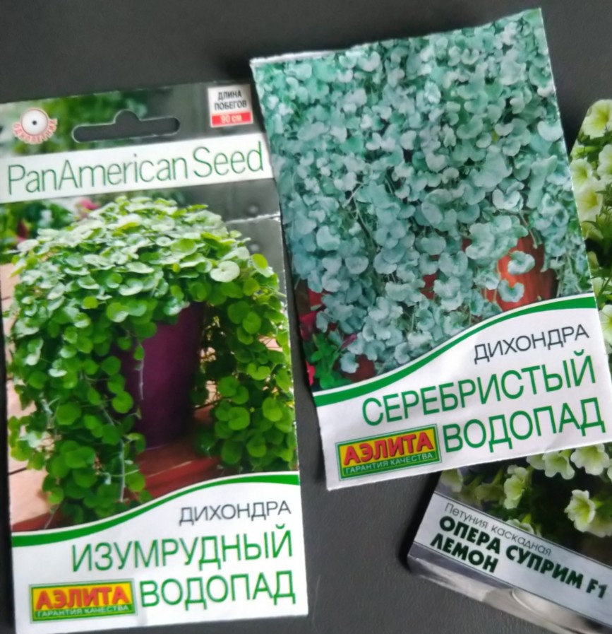 Семена дихондры