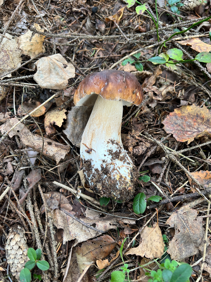 Фото автора. 09.10.25