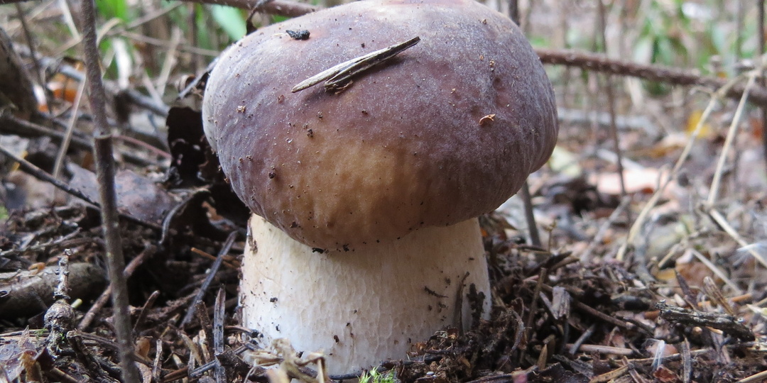 Вкусный салат с "поганочками", королевский опенок и последний белый гриб сезона. 09.10.25. Смоленская область